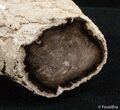 Petrified Juniper Limb/Root - McDermitt, Oregon #2743-1